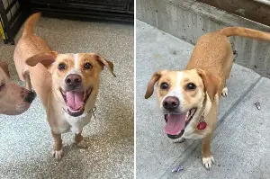 Dog’s Leash Breaks Off During Walk—There’s Only One Place He Wants To Go