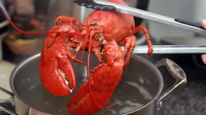 Lobsters can feel pain, so how should humans treat them?