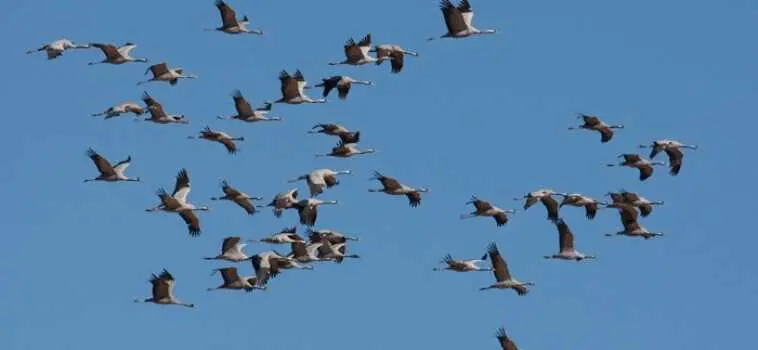 Las aves y su conservación son importantes