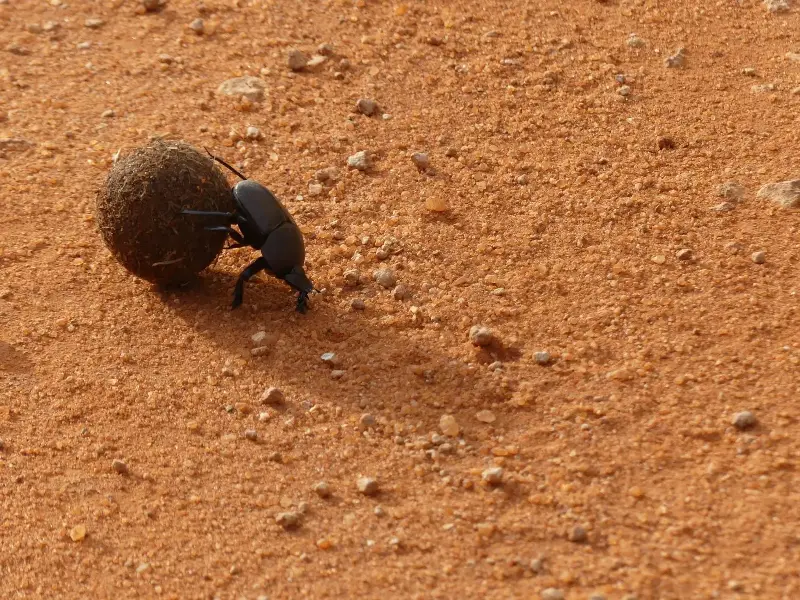 A dung beetle pushing a ball of dung across sand, an insect renowned for its strength.