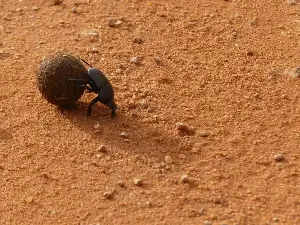 A 10-millimetre dung beetle called Onthophagus taurus can pull 1,141 times its own body weight — the equivalent of a 70-kilogram person dragging about 80 tonnes, roughly the weight of six double-decker buses.
