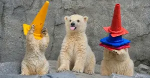 Momota the polar bear goes viral