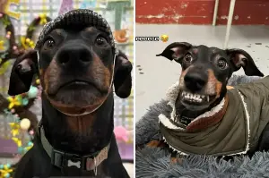 Owner Leaves Dog at Daycare—Not Prepared for What the Photos Reveal