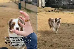 Australian Shepherd Caught Playing ‘Imaginary Fetch’—Hysterics Over Reason