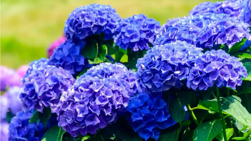 Blue hydrangea flowers