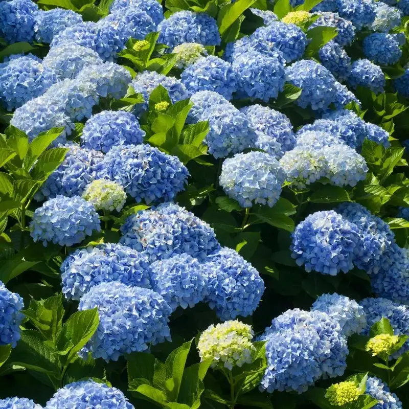 Blue hydrangea from Trees.com,  formerly Fast Growing Trees