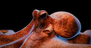 Octopuses can change color quickly