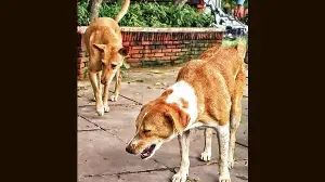 Foundation for city’s first dog shelter laid by LG
