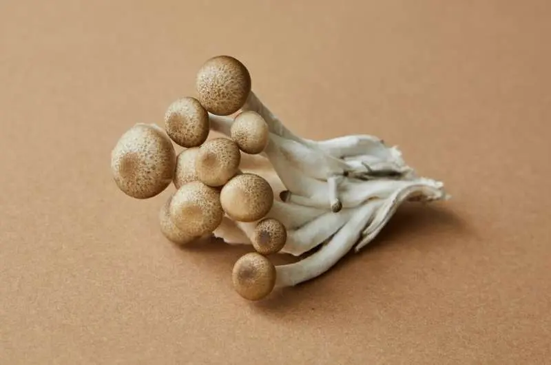 Mushroom-derived peptides boost saltiness by up to 70%, offering a path to low-sodium foods