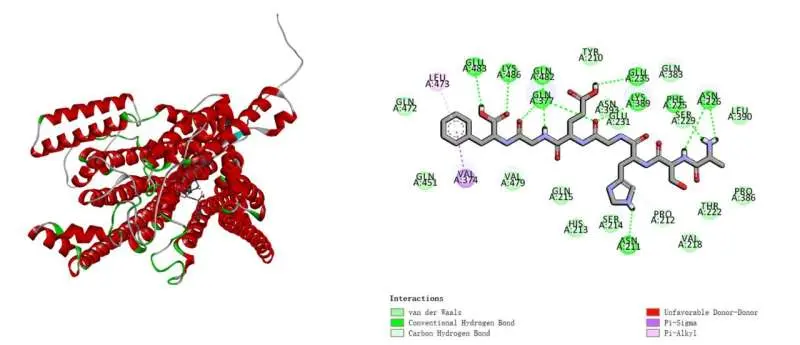 Mushroom-derived peptides boost saltiness by up to 70%, offering a path to low-sodium foods