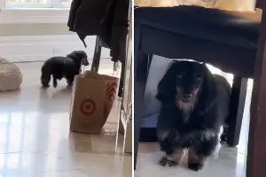 What Dachshund Does After Staying at Animal Hospital Breaks Hearts