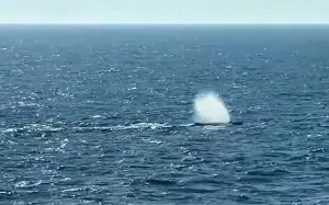 Timmy the whale free after 41 days thanks to millionaire donors