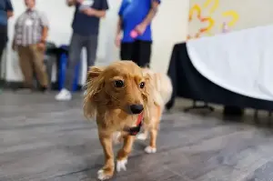 Pets in homeless shelters? Allowing them can preserve ‘a life-saving bond’