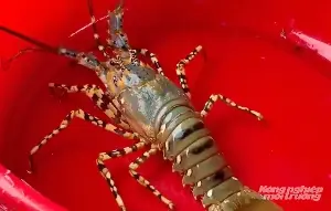 Lobster is on its way to becoming a billion-dollar commodity.