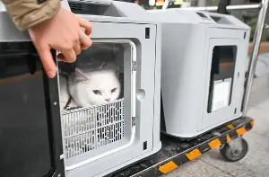 Furry companions welcome: China launches upgraded pet travel service on bullet trains