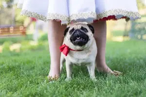Tips for including your dog in your wedding