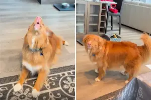 Dog Who Can’t Help But Sing When Phone Rings Wins Pet of the Week