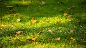 6 Lawn Care Tasks You Can Do Now To Repair Summer Damage Before Winter