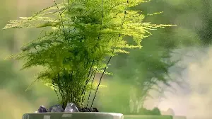 What to Do With an Asparagus Fern in February – To Stop the Shedding, Start New Growth, and Boost Air Quality