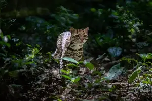 Meet 'Leopardus Tilcayo': the First New Cat Species Discovery in 100 Years