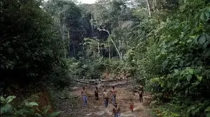 Amazon rainforest may hit tipping point at 1.9°C global warming: Study