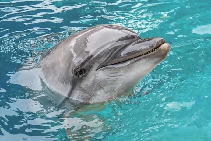 Muere Echo, una de las delfinas rescatadas de Canadá, tras un rápido deterioro de su estado de salud