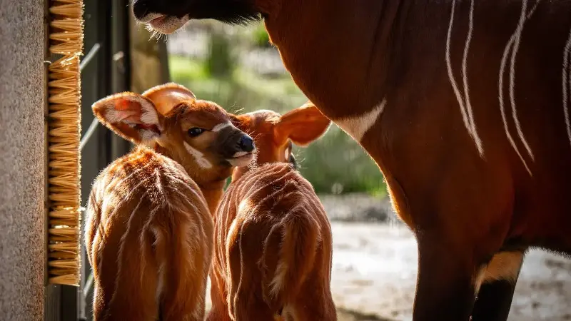 Tweeling van de ernstig bedreigde bongo geboren in ZOO Planckendael