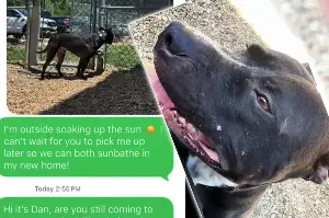 Dog waits outside for new owners to pick him up when shelter gets tragic last-minute text