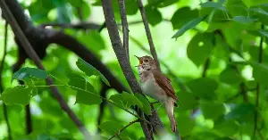 Nightingales adjust singing volume