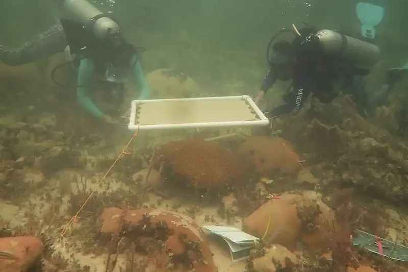 Così 20 ombrelloni sott’acqua hanno protetto i coralli della Florida dallo sbiancamento durante il caldo estremo
