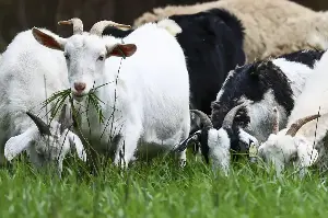 WA turns to goats for affordable, sustainable landscaping