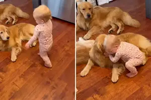 Baby girl's adorable morning routine with her Golden Retrievers goes viral