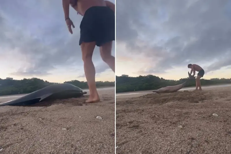 Quest’uomo ha salvato un delfino spiaggiato circondato dagli avvoltoi: il video del suo ritorno in acqua ti emozionerà