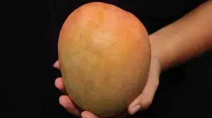 Rajapuri Mango: The Gentle Giant Of Western Indian Orchards