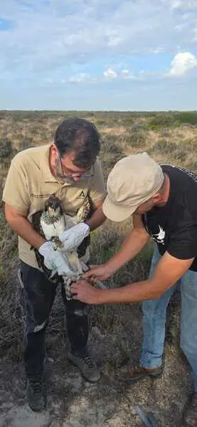 Liberada una hembra de águila pescadora en la Bahía dentro del programa de conservación de aves de humedales