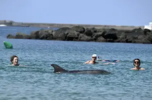 "Curious" dolphin charms French town – but experts are concerned