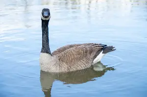 A goose joined a crane family. How often do animals adopt across species in Minnesota?