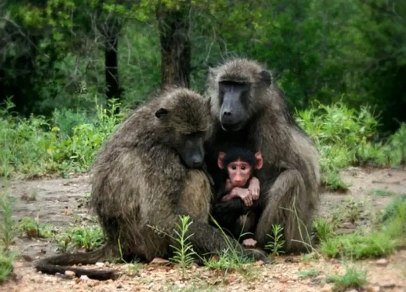 Geometría evolutiva: el asombroso patrón cerebral que comparten los niños y monos