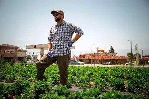 In Southern California, one last strawberry harvest on Route 66