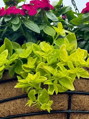 On Gardening: Mezoo Madness doubles with Golden Cascade Baby Sun Rose