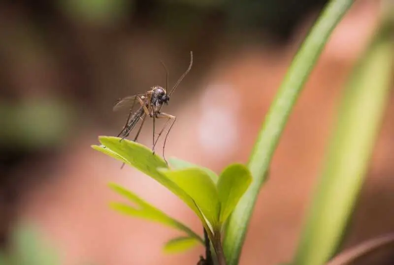 La Junta declara a San Juan de Aznalfarache área en alerta por el virus del Nilo Occidental