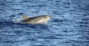 Dolphins may learn from mothers.