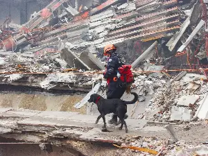 What the working dogs of 9/11 can teach us about a life well lived