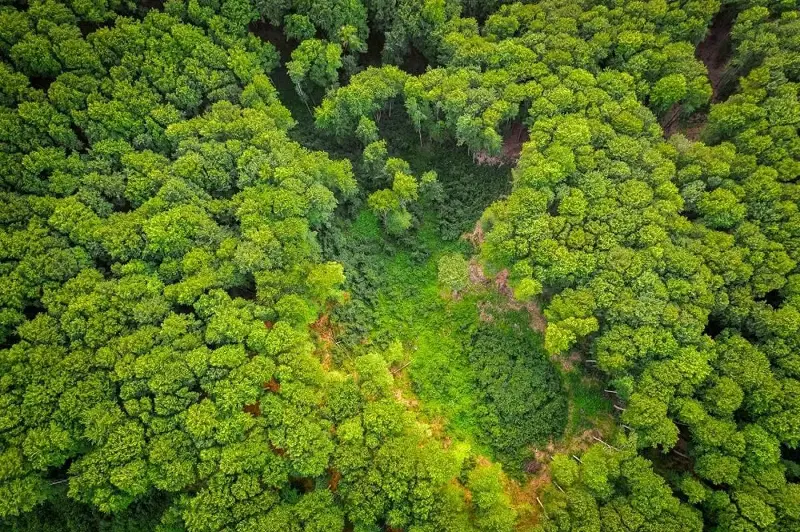 Conservar los bosques primarios es una necesidad urgente