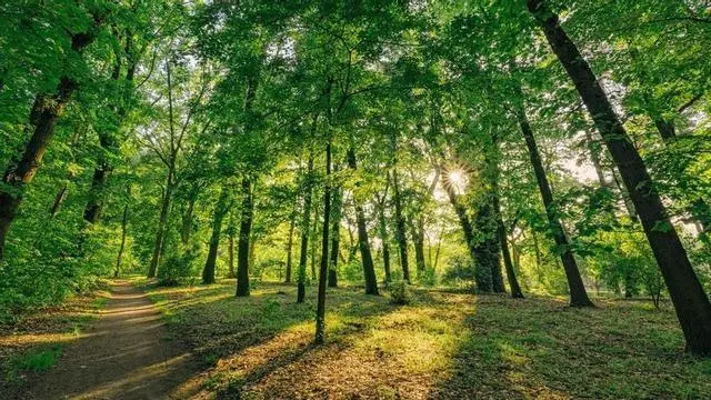No todos los bosques son iguales: los plantados por el ser humano atrapan un 70% menos de CO2