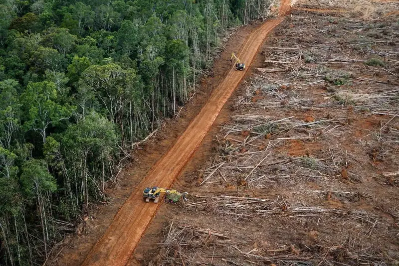 Deforestación de un bosque primario