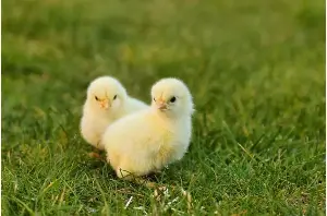 The bouba-kiki effect: Baby chicks match sounds to shapes just like humans