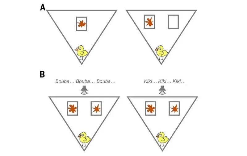 Baby chicks match sounds to shapes just like humans