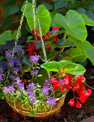 On Gardening: This begonia is a 'surefire' winner