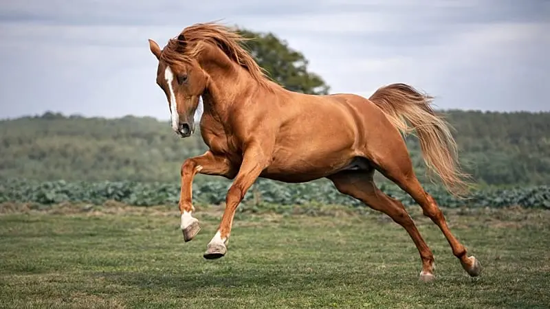 El caballo de Karabaj: la joya dorada del Cáucaso renace en Alemania